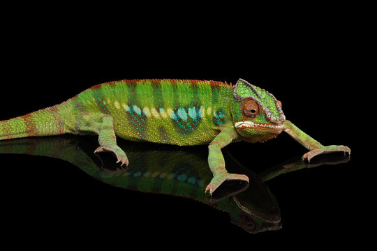 Panther chameleon, reptile with colorful body resting on Black Mirror, Isolated Background
