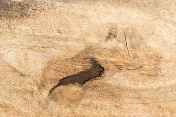 Texture of wood background