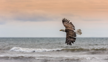 Spread Eagle Open Wings Fishing