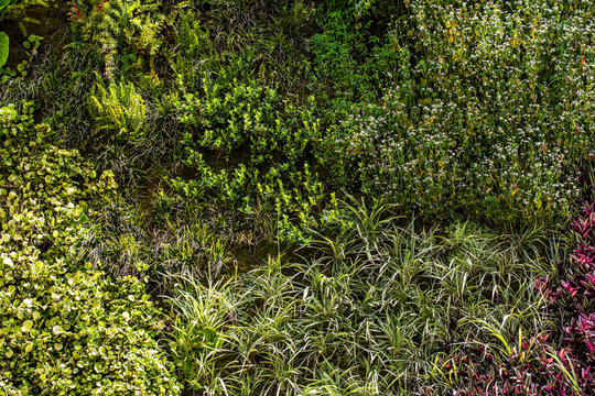 Vertical garden with different plants on a wall