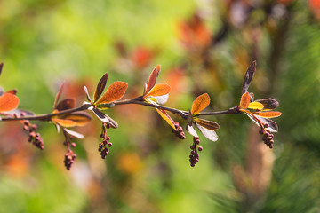 branch of barberry in the spring