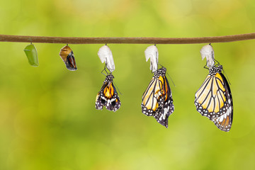 Transformation du papillon tigre commun sortant du cocon