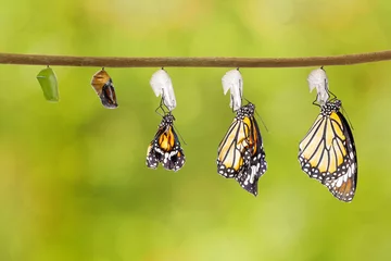 Crédence de cuisine en verre imprimé Papillon Transformation du papillon tigre commun sortant du cocon