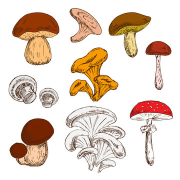 Ripe fresh mushrooms sketch symbols