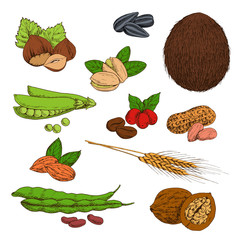 Sketched nuts and beans, seeds and cereals symbols