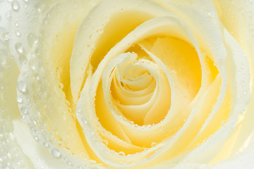 A close up macro of a beautiful white rose.