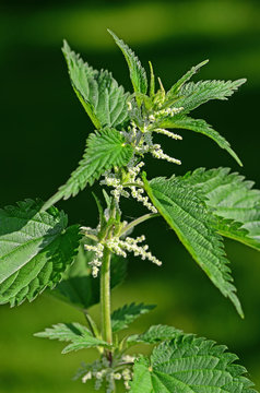 Brennnessel, Brennessel, Urtica