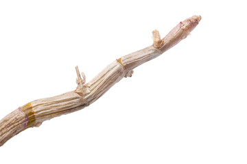 dry branch of dendrobium on white