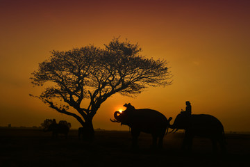 The silhouette of a person riding an elephant in a field near trees at the sunset time - 112586066