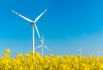 Windmills on the rape field