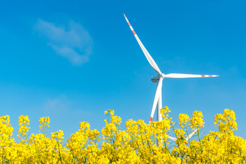 Windmill on the rape field