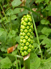 Close up of the Cuckoo Pint aka Lords and Ladies (Arum Maculatum).