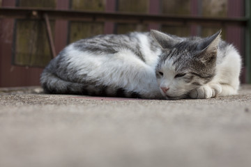 Cat resting on concrete
