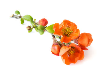 Branch of flowering almonds on a white background