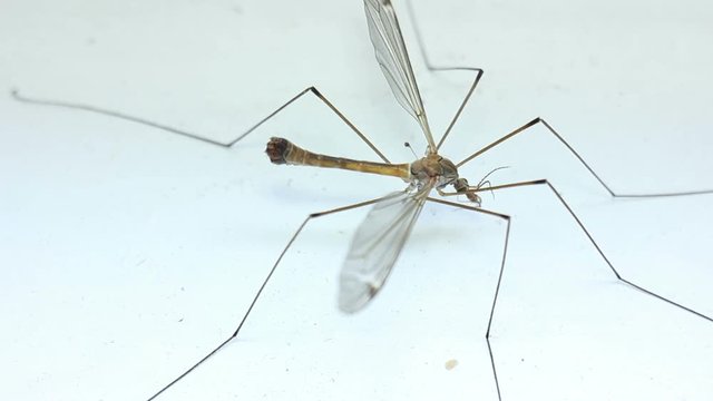 Big Mosquito Crane-Fly That Not Bite
