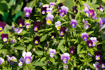 Viola, violet or pansy