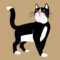 Black and white cat.