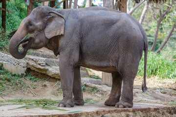 Fototapeta na wymiar Thai elephant eating some grass