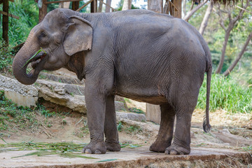 Fototapeta premium Thai elephant eating some grass