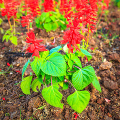 Red Salvia or Salvia splendens background