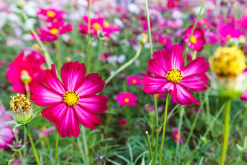 Cosmos Bipinnatus  with blurred background with blurred backgrou