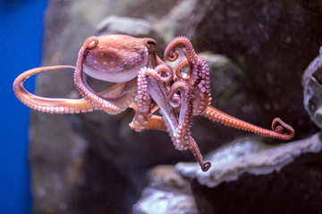 octopus underwater close up portrait while hunting © Andrea Izzotti