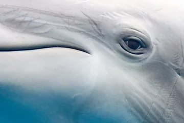 Photo sur Aluminium Dauphin dauphin souriant oeil gros plan portrait détail