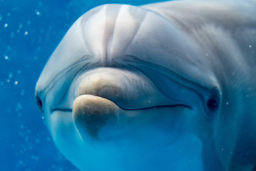 dolphin smiling eye close up portrait detail