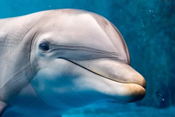 Photo sur Plexiglas Dauphin dauphin souriant oeil gros plan portrait détail