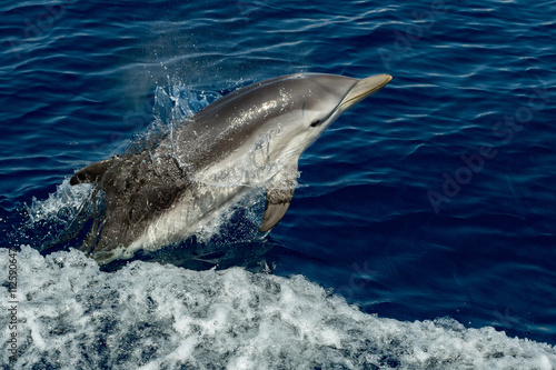 дельфин прыжок брызги скачать