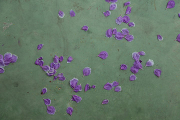 Flower falling on the floor in summer season.
