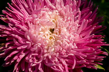 Aster Flower Macro