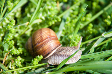 One snail is crawling in the green grass