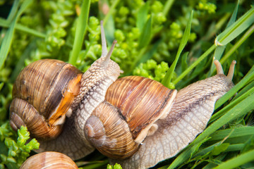 two snails are crawling in the green grass