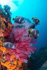 Fototapety na wymiar - Fototapeta24.pl