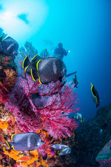 Fototapety na wymiar - Fototapeta24.pl