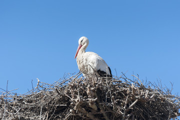 Adult of White stork, Ciconia ciconia on the nest. Photo taken in Pola de Gordon, Leon Province, Spain