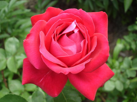 One Hybrid Tea rose flower 'Duftwolke'