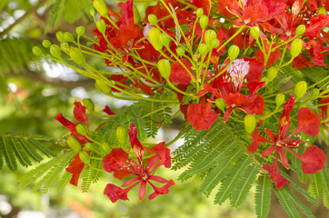 Delonix Regia flowers