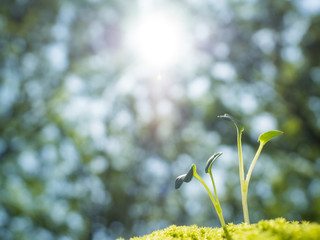 新緑の中の芽生え
