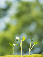 新緑の中の芽生え
