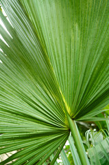 Big palm tree leaf