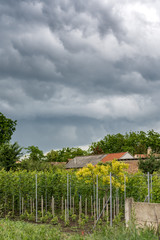 Cloudy sky over vineyard