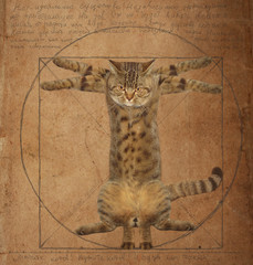 Da Vinci Cat