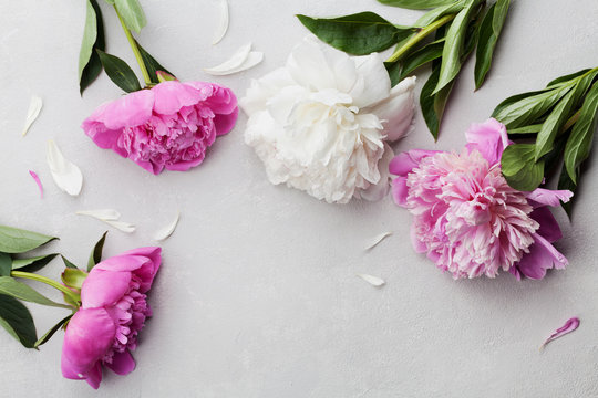 Fototapeta Beautiful pink and white peony flowers on gray stone background with copy space for your text or design, top view, flat lay