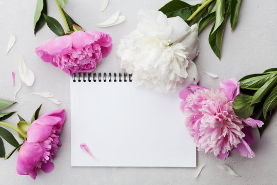 Beautiful pink and white peony flowers with empty notebook on gray stone background, copy space for your text or design, top view, flat lay