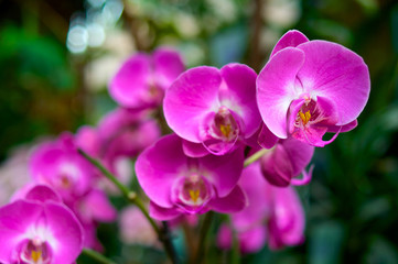 Bright pink orchids macro