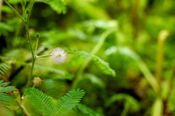 Small pink flower