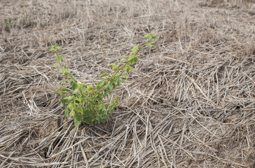 Green plant is grown on cracked earth.