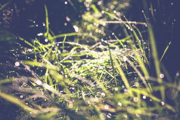 Morning Grass Macro Retro